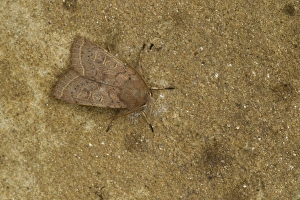 Lepidoptera Prints: Common Quaker (Orthosia cerasi) adult, resting, Sheffield, South Yorkshire, England, April