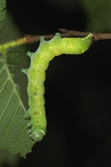 Larva Prints: Common Quaker (Orthosia cerasi) caterpillar