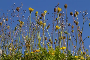 Pembrokeshire Prints: Common Quaking Grass (Briza media), Salad Burnet (Sanguisorba minor) and other wildflowers
