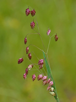 Dolomite Prints: Common Quaking Grass (Briza media) flowering
