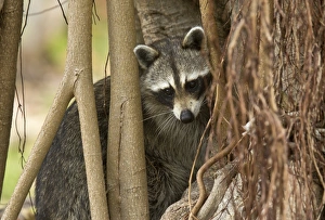 Roots Prints: Common Raccoon (Procyon lotor) adult
