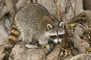 Common Raccoon (Procyon lotor) adult, foraging amongst tree roots, Everglades, Florida, U. S. A. February