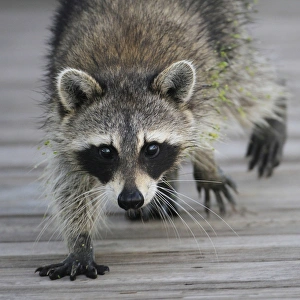 Animals USA Prints: Common Raccoon (Procyon lotor) adult, walking on boardwalk in swamp, Florida, U. S. A