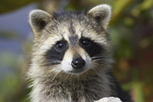 Florida Prints: Common Raccoon (Procyon lotor) adult