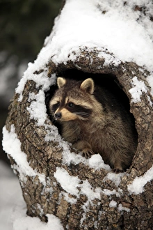 Common Raccoon (Procyon lotor) adult, at den entrance in snow covered tree trunk, Montana, U. S. A. winter (captive)