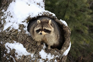 Common Raccoon (Procyon lotor) adult, at den entrance in snow covered tree trunk, Montana, U. S. A. winter (captive)