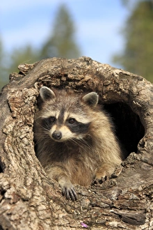 Dens Prints: Common Raccoon (Procyon lotor) adult female, in hollow tree trunk, Montana, U. S. A. june