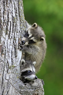 Cute Prints: Common Raccoon (Procyon lotor) two young