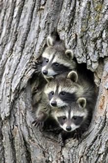 Common Raccoon (Procyon lotor) three young, at den entrance in tree trunk, Minnesota, U. S. A
