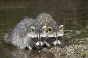 Mangrove Prints: Common Raccoon (Procyon lotor) two young