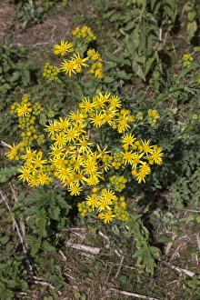 Yellow Prints: Common Ragwort flowers, Danger to horses