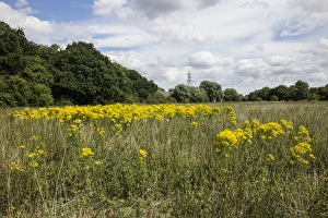 Yellow Prints: Common Ragwort growing in a meadow. Danger to horses