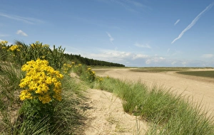 Ragwort Prints: Common Ragwort (Senecio jacobaea) flowering