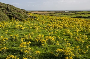 Ragwort Prints: Common Ragwort (Senecio jacobaea) flowering mass