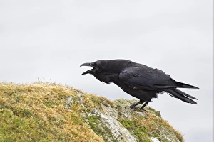 Raven Prints: Common Raven (Corvus corax) adult