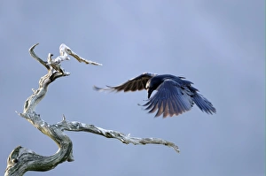 Raven Prints: Common Raven (Corvus corax) adult, in flight, landing on dead tree, Norway, february