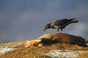 Raven Prints: Common Raven (Corvus corax) adult