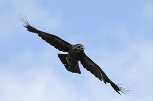Common Raven (Corvus corax) adult, in flight, Varanger, Norway, may