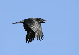 Common Raven (Corvus corax) adult, in flight, calling, Varanger, Norway, may