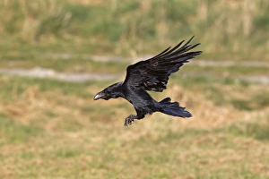 Common Raven (Corvus corax) adult, in flight, landing, Gigrin Farm, Powys, Wales, march