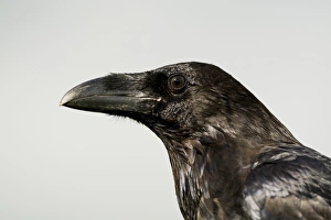 Bill Prints: Common Raven (Corvus corax) adult, close-up of head, England, August (captive)