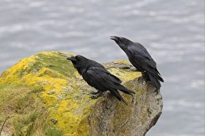 Raven Prints: Common Raven (Corvus corax) adult pair