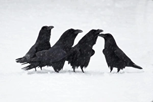 Interacting Prints: Common Raven (Corvus corax) four adults