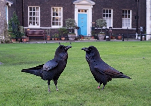 Corvids Prints: Common Raven (Corvus corax) two adults