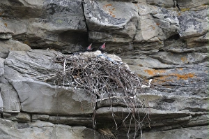 Raven Prints: Common Raven (Corvus corax) chicks, calling, in nest on rock face, Varanger, Norway, may