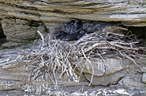 Corvids Prints: Common Raven (Corvus corax) chicks, in nest on rock face, Varanger, Norway, may