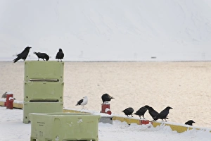Flock Prints: Common Raven (Corvus corax) flock