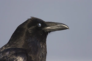 Bill Prints: Common Raven (Corvus corax principalis) adult