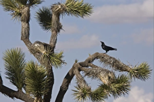 Common Raven (Corvus corax sinuatus) adult, perched in Joshua Tree (Yucca brevifolia), Mojave Desert, California