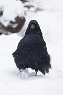 Common Raven (Corvus corax sinuatus) adult, standing on snow during snowfall, Yellowstone N. P. Wyoming, U. S. A. October
