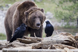 Corvids Prints: Common Raven (Corvus corax sinuatus) two adults
