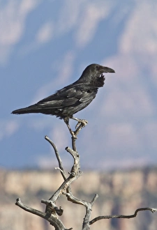 Common Raven at the Grand Canyon North rim, USA
