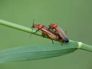 Mating Prints: Common Red Soldier Beetle (Rhagonycha fulva) adult pair
