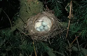 Common Redpoll (Acanthis flammea) Nest in pine tree containing four eggs