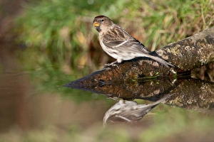 Finch Prints: Common Redpoll (Carduelis flammea) adult