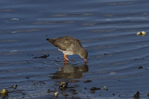 Wading Prints: Common Redshank feeding -Scotland