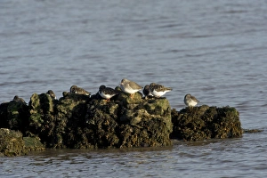 Sleeping Prints: Common Redshank (Tringa totanus)