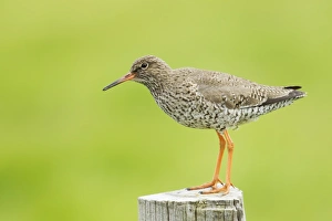 Common Redshank (Tringa totanus) adult, breeding plumage, standing on post, Iceland, June