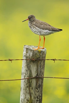Common Redshank (Tringa totanus) adult, breeding plumage, standing on fencepost with flowering buttercup meadow in