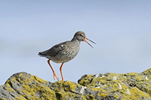 Common Redshank (Tringa totanus) adult, breeding plumage, calling, walking on rocks, Flatey Island, Iceland, July