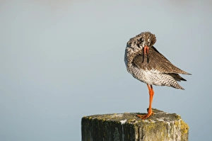 Marshlands Prints: Common Redshank (Tringa totanus) adult