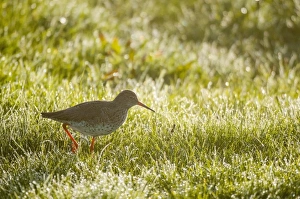 Common Redshank (Tringa totanus) adult, breeding plumage, walking in dew covered grass at dawn, Elmley Marshes N. N. R