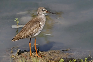 Common Redshank (Tringa totanus) adult, non-breeding plumage, standing on mud at edge of water, Bundala N. P