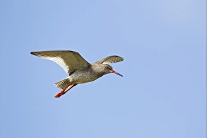 Redshank Prints: Common Redshank (Tringa totanus) adult, in flight, Shetland Islands, Scotland, june