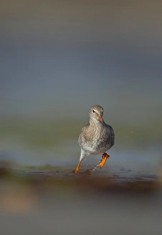 Wave Prints: Common Redshank (Tringa totanus) adult