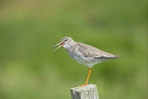 Fence Posts Prints: Common Redshank (Tringa totanus) adult